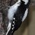 Hairy Woodpecker